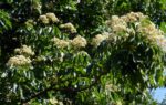 Tetradium daniellii L. - Arbre à miel