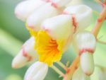 Alpinia zerumbet - Gingembre d'ornement