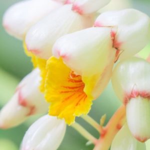 Alpinia zerumbet - Gingembre d'ornement
