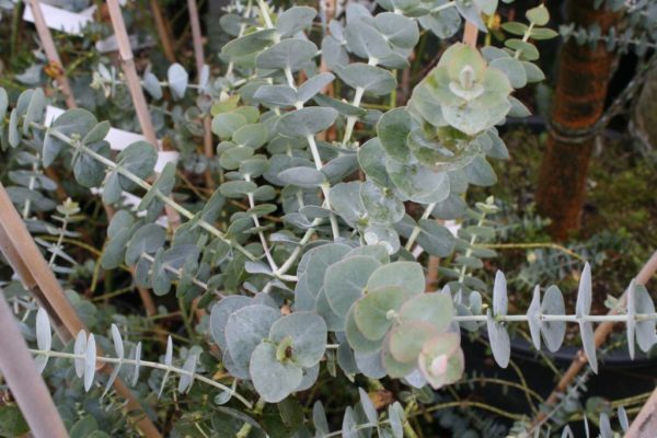 Eucalyptus pulverulenta détail