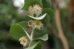 Eucalyptus pulverulenta fleurs