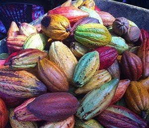 utilisations du cacaoyer et cabosses de cacao