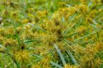 Cyperus esculentus fleurs