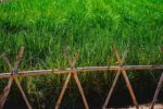Cyperus esculentus plants