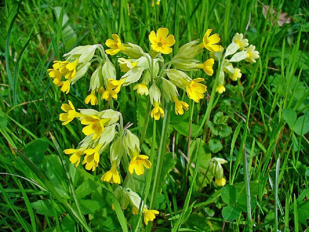 Primevère (Primula spp.), la première fleur du printemps : plantation,  culture, entretien