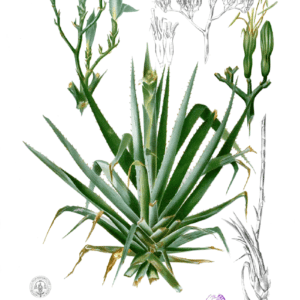 Famille des Agavaceae, Agavacées