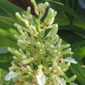 Inflorescence de Galanga - Alpinia Galanga