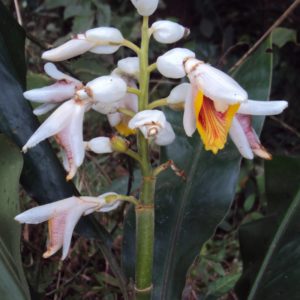 Floraison Fleurs Alpinia malaccensis