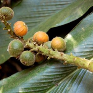 Fruits Alpinia malaccensis