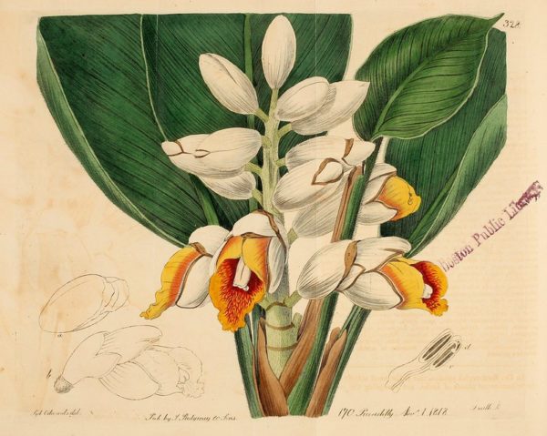 Planche botanique Alpinia malaccensis