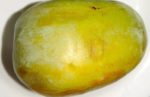 Asimina triloba 'Nyomi's Delicious' fruit