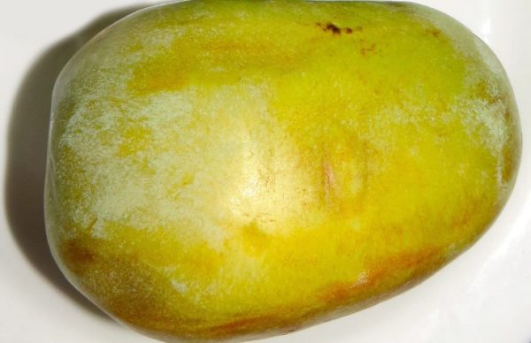 Asimina triloba 'Nyomi's Delicious' fruit