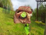 Asimina triloba 'Nyomi's Delicious' fleur