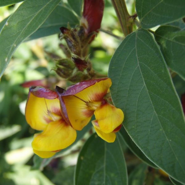 Cajanus cajan - fleur de Pois d'Angole