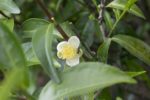 Fleur de théier Assamica - fleur camellia assamica