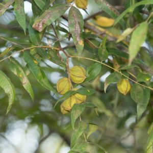 Fruits et feuilles de Carya aquatica - Pacanier aquatique