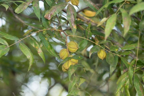Fruits et feuilles de Carya aquatica - Pacanier aquatique