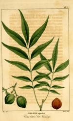 Planche botanique Carya