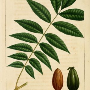 Juglandaceae - Famille des Juglandacées