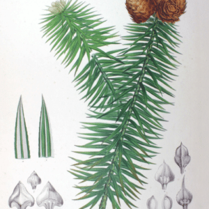 Cupressaceae - Famille des Cupressacées