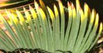 Cycas revoluta var. aurea feuilles