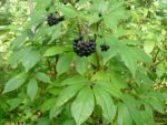 Eleutherococcus senticosus – Éleuthérocoque fruits et feuilles