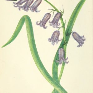 Famille des Hyacinthaceae, Hyacinthacées