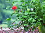Hibiscus rosa-sinensis rouge fleur et feuilles