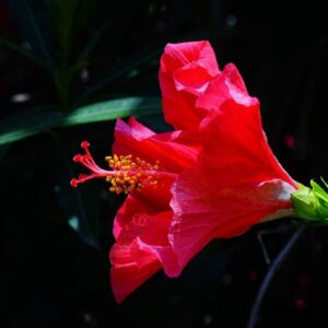 Hibiscus rosa-sinensis fleur rouge