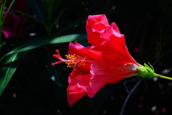 Hibiscus rosa-sinensis fleur rouge