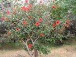 Hibiscus rosa-sinensis rouge port