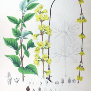 Oleaceae - Famille des Oléacées
