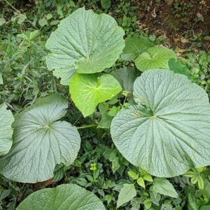 Piper peltatum - Grandes feuilles nervurées de Main de signe