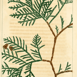 Famille des Taxodiaceae - Taxodiacées