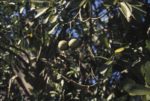 Voacanga thouarsii feuilles et fruits