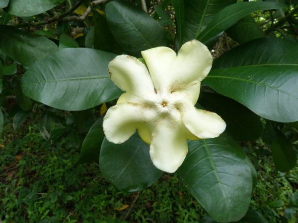 Voacanga thouarsii fleur