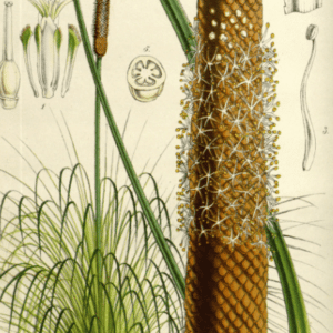 Asphodélacées - famille des Asphodelaceae