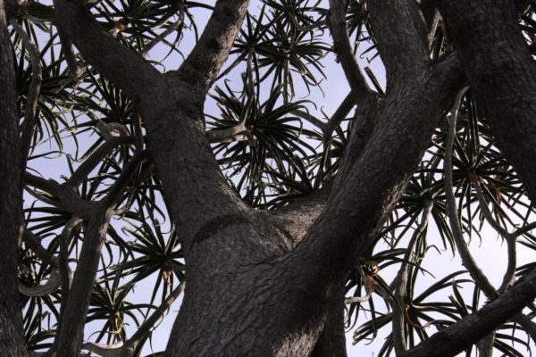 Aloe barbera, Aloidendron barberae