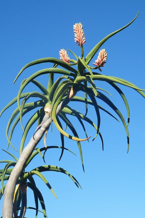 Aloe barberae, Rosette et inflorescence fleurie