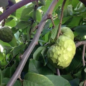 Annona cherimola - Fruit