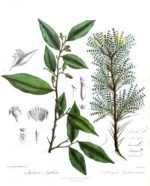 Aquilaria malaccensis, bois d'Aloes, bois d'agar