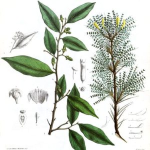 Aquilaria malaccensis, bois d'Aloes, bois d'agar