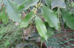 Aquilaria malaccensis - Feuilles et fleurs