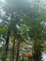 Aquilaria malaccensis - arbre tropical