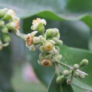 Aquilaria malaccensis, détail des fleurs