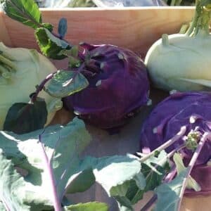 Chou rave délicatesse violet et blanc - Récolte des choux