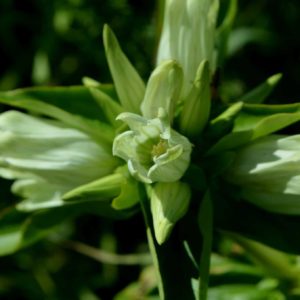 Gentiane blanche - Gantiana alba - Fleur ouverte