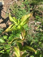 Plant de gentiane blanche - Gantiana alba