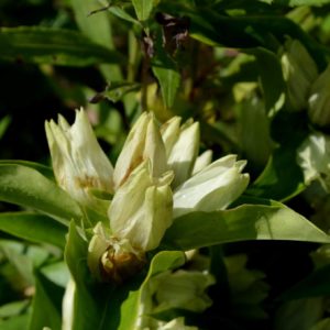 Gentiane blanche - Gantiana alba - Inflorescences