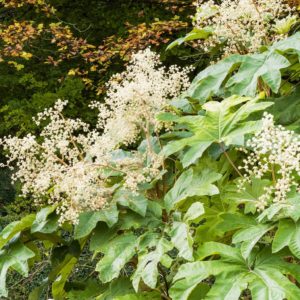 Tetrapanax papyrifer, Aralie à papier de Chine